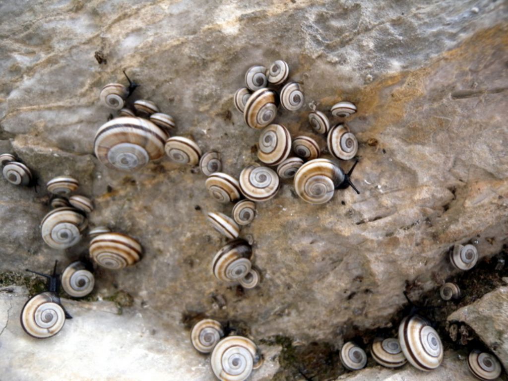 Alla ricerca di Candidula unifasciata vincae