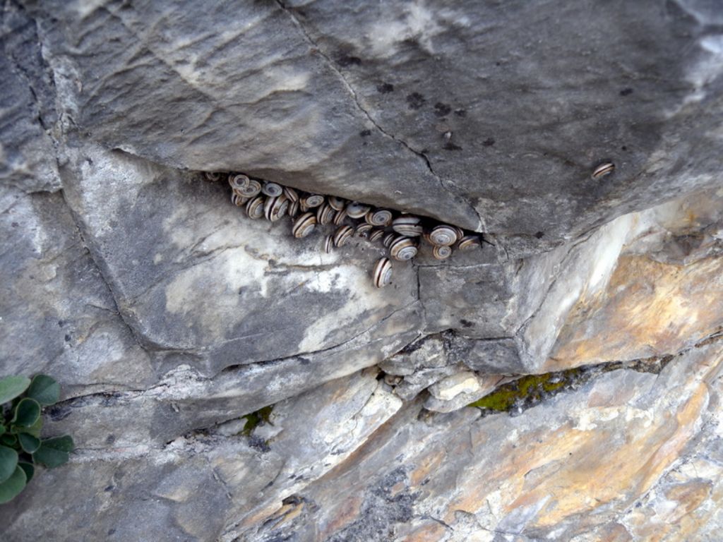 Alla ricerca di Candidula unifasciata vincae