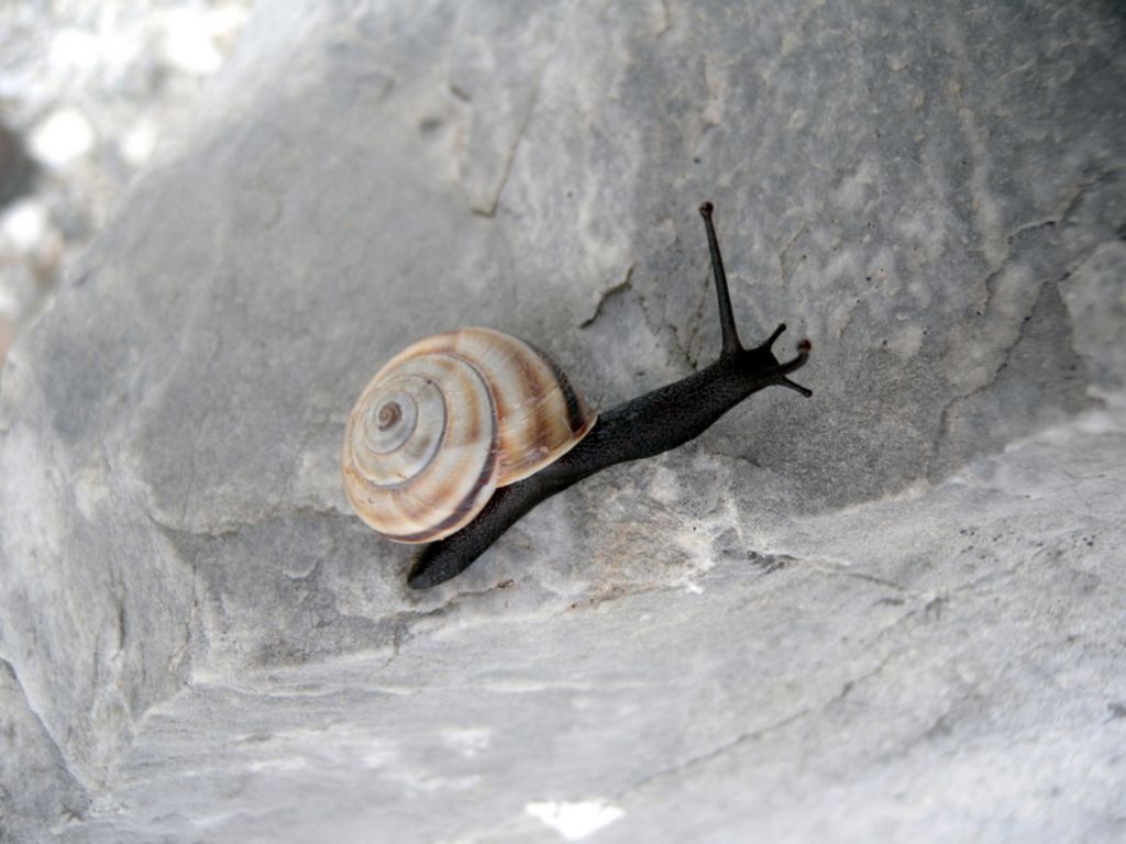 Alla ricerca di Candidula unifasciata vincae