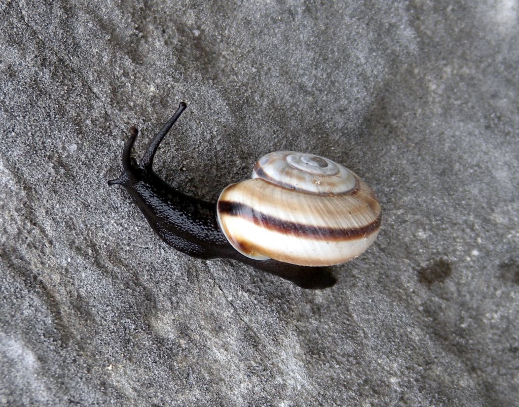 Alla ricerca di Candidula unifasciata vincae