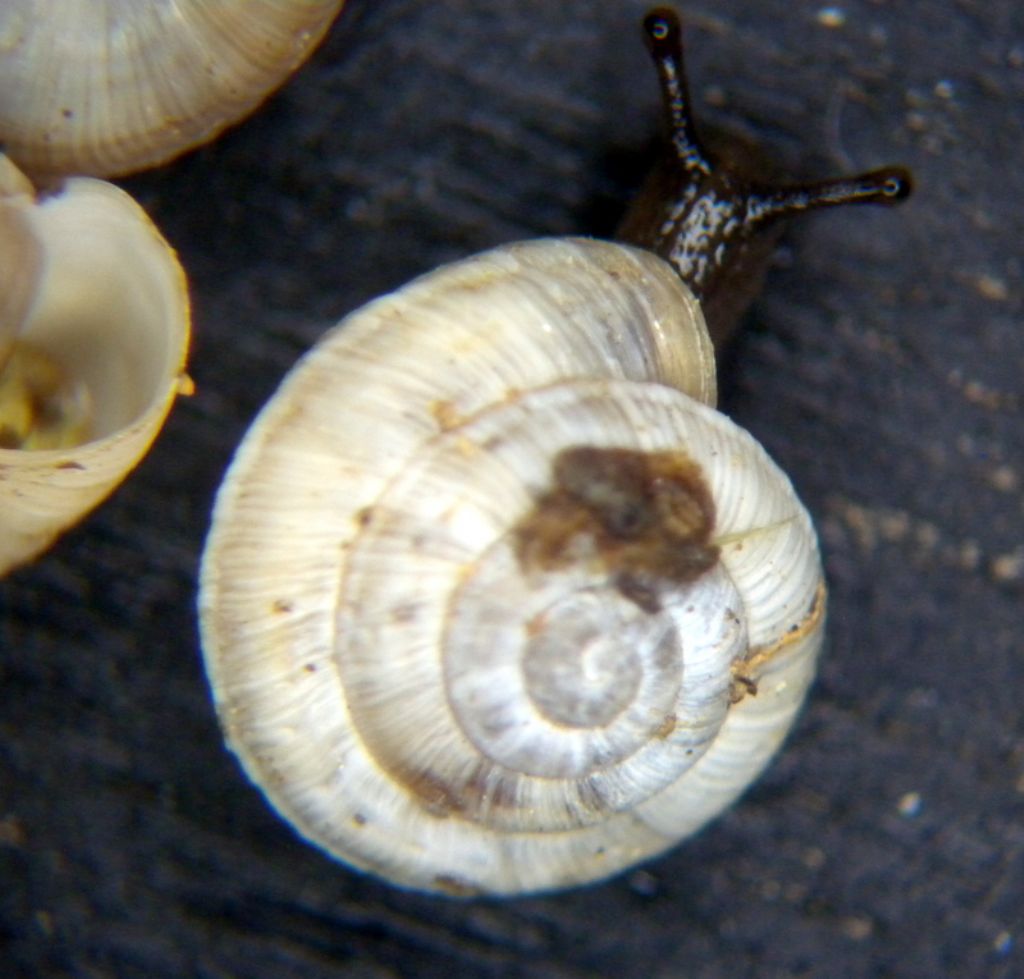 Alla ricerca di Candidula unifasciata vincae