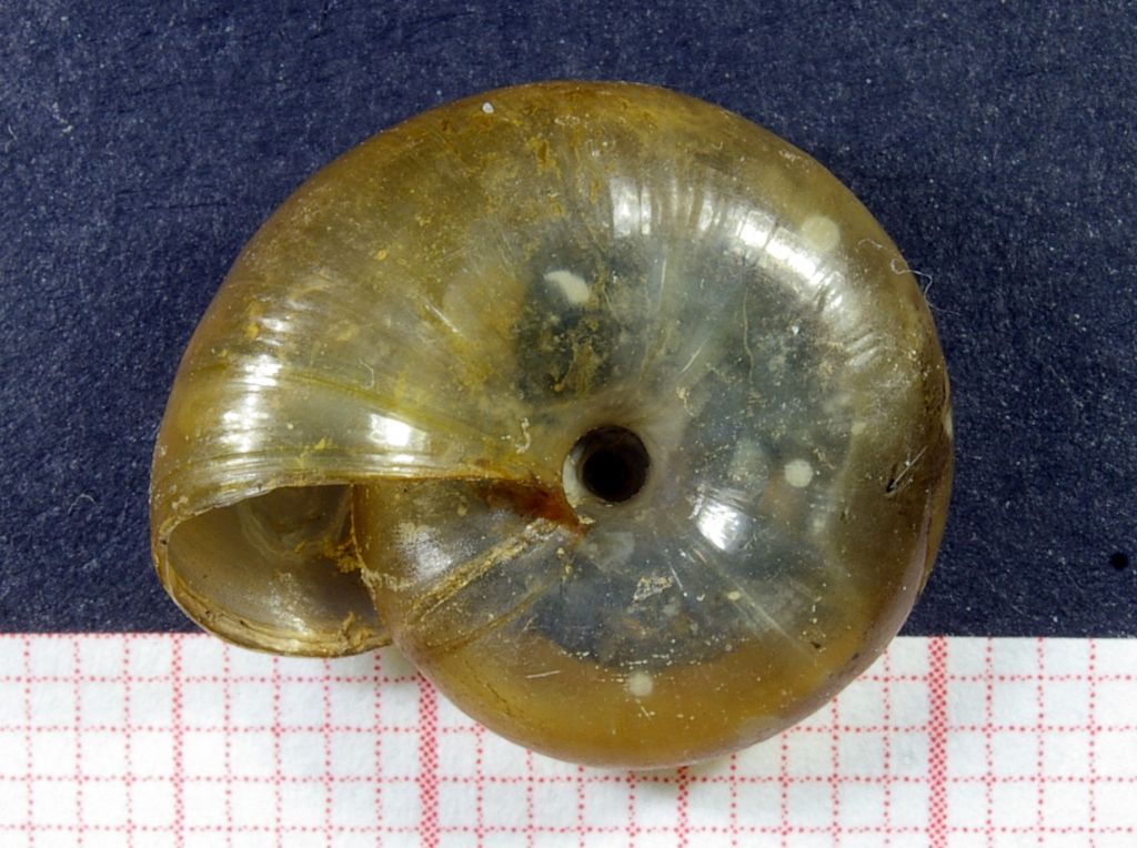 Retinella o Aegopinella o Oxychilus ????
