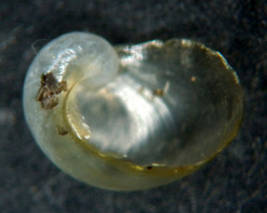 Vitrinobrachium breve (Frussac, 1821)  in accoppiamento
