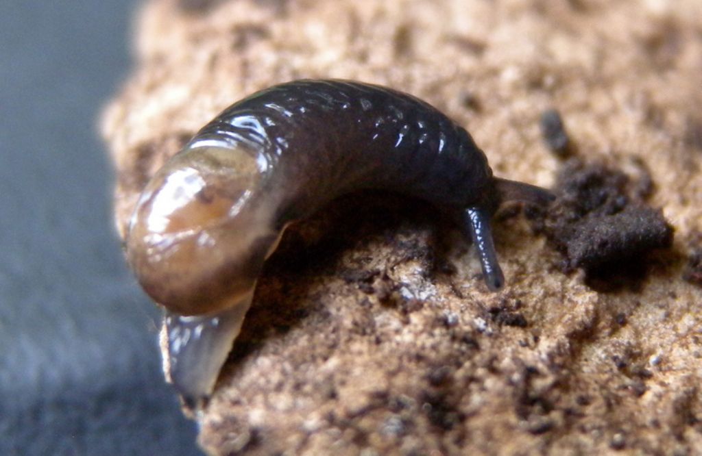 Vitrinobrachium breve (Frussac, 1821)  in accoppiamento