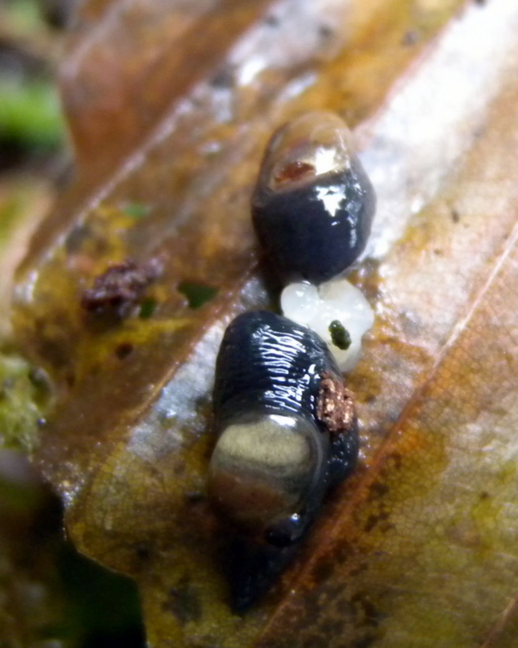 Vitrinobrachium breve (Frussac, 1821)  in accoppiamento