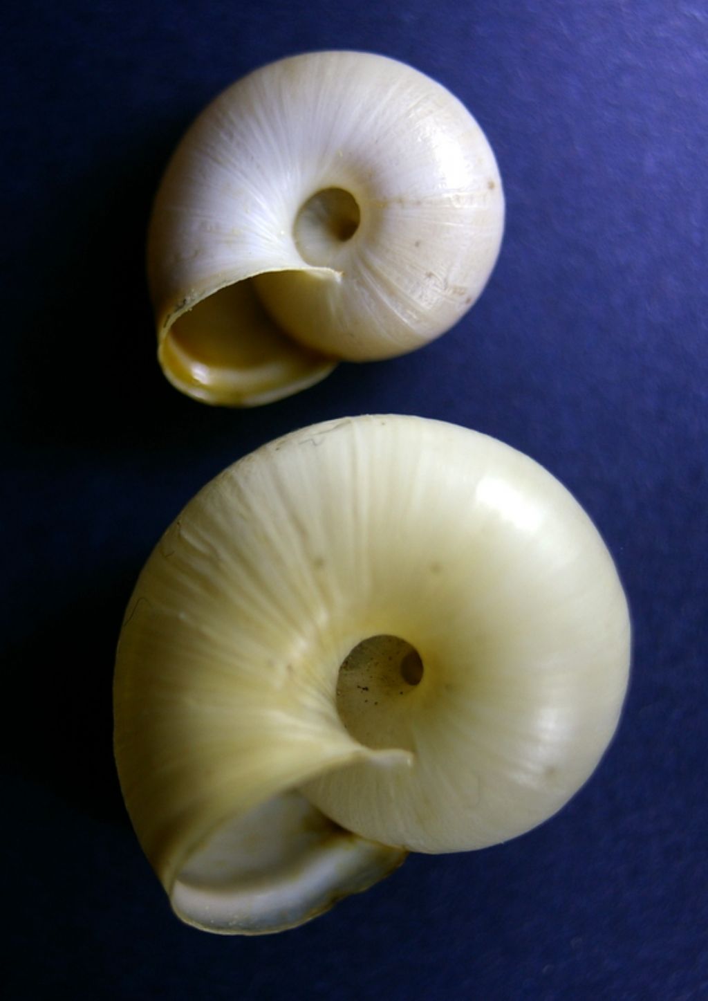 Ancora Monacha