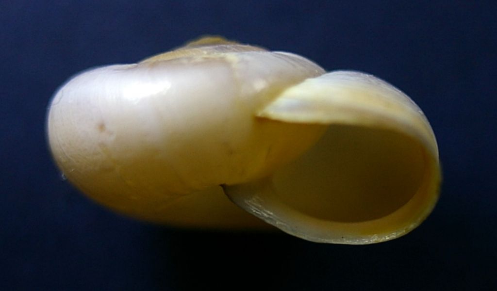 Ancora Monacha