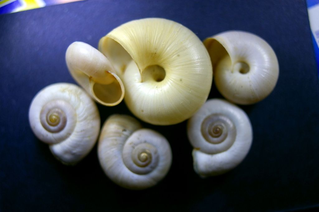 Ancora Monacha