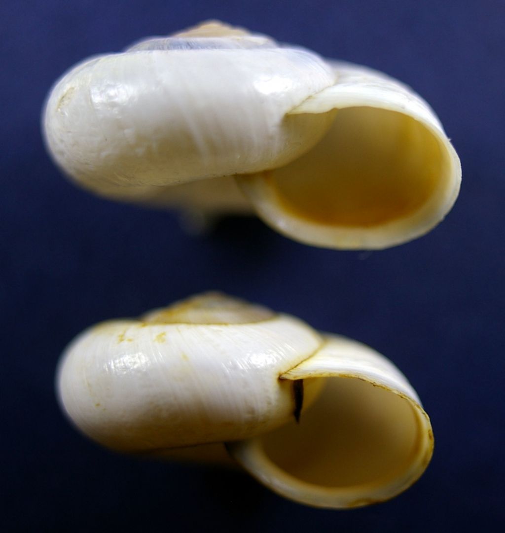 Ancora Monacha