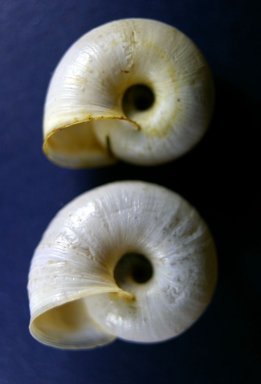 Ancora Monacha