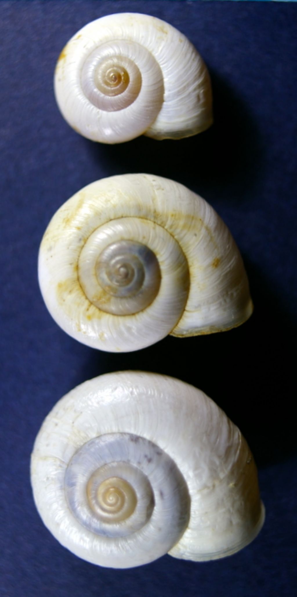 Ancora Monacha