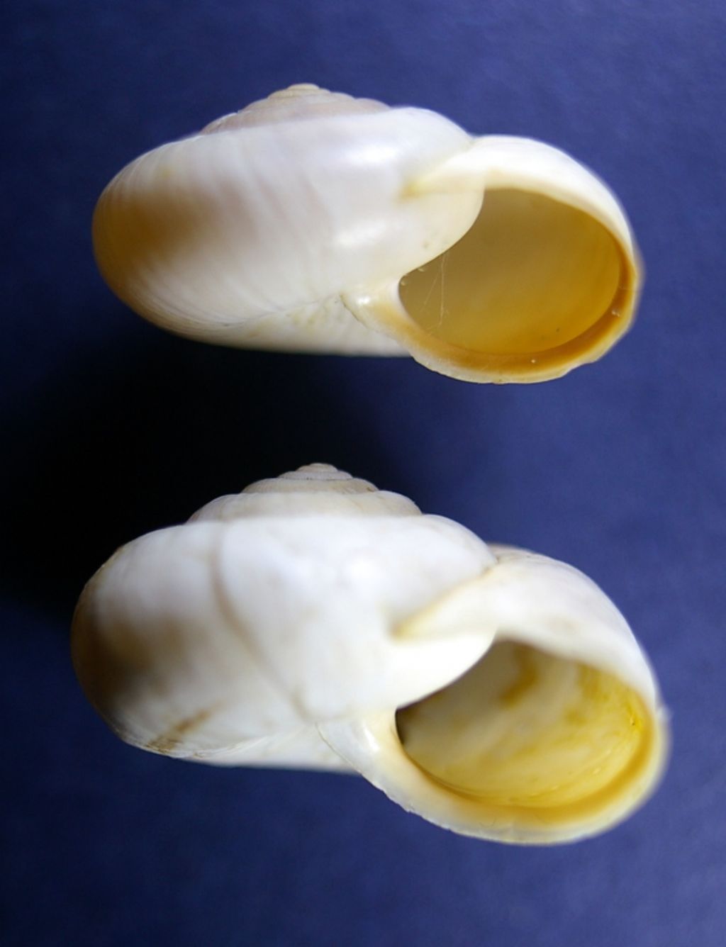 Ancora Monacha