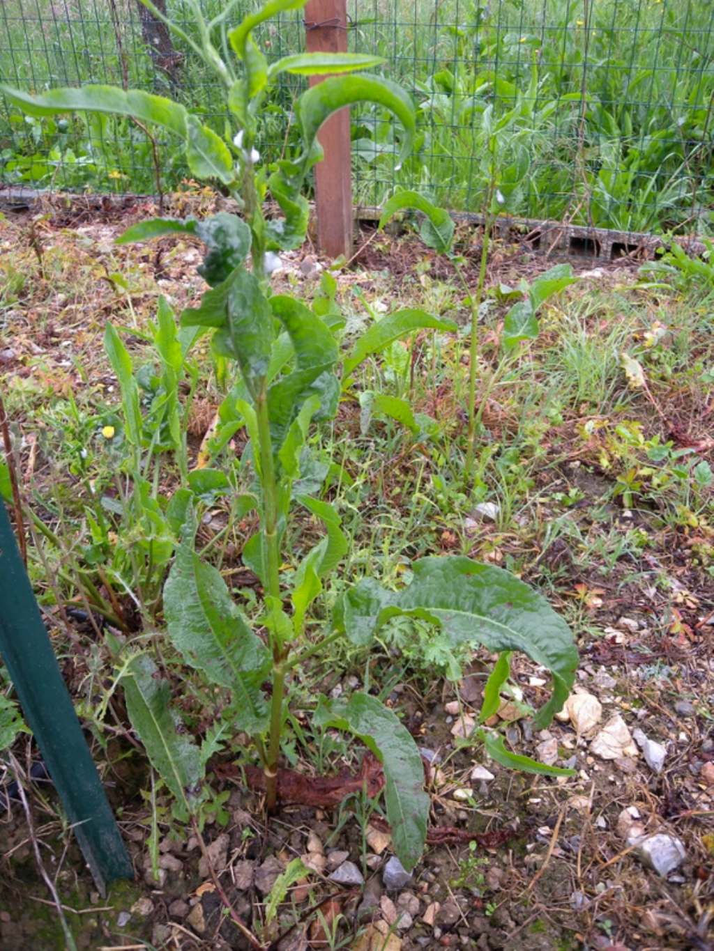 Rumex cfr. obtusifolius