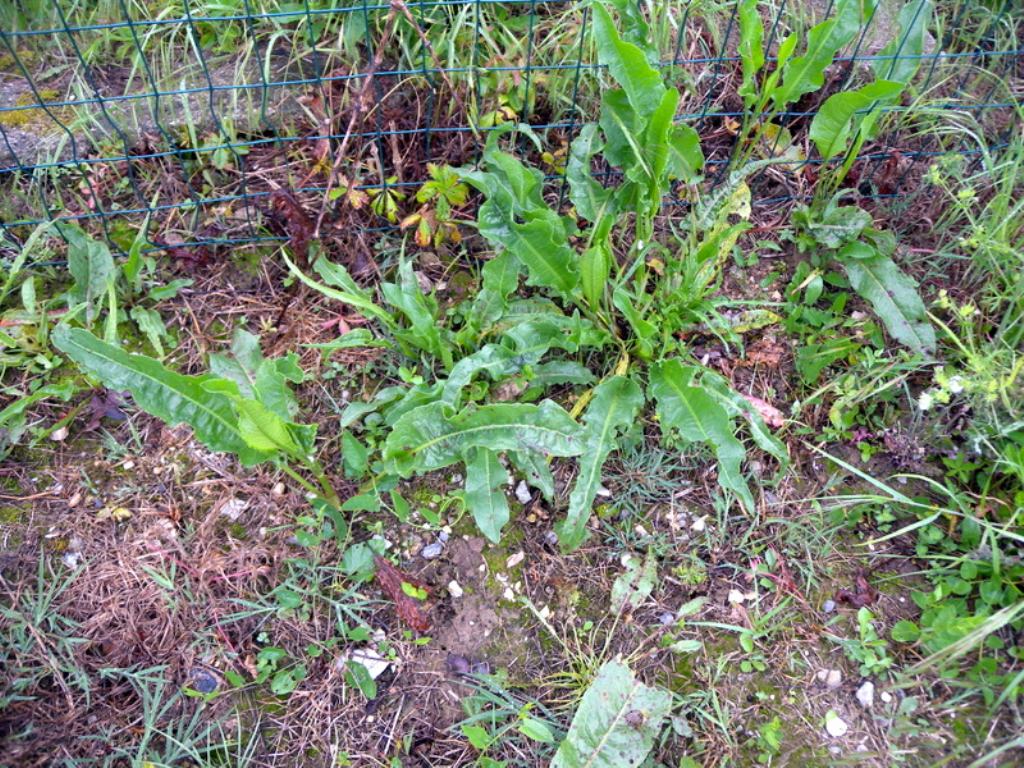 Rumex cfr. obtusifolius