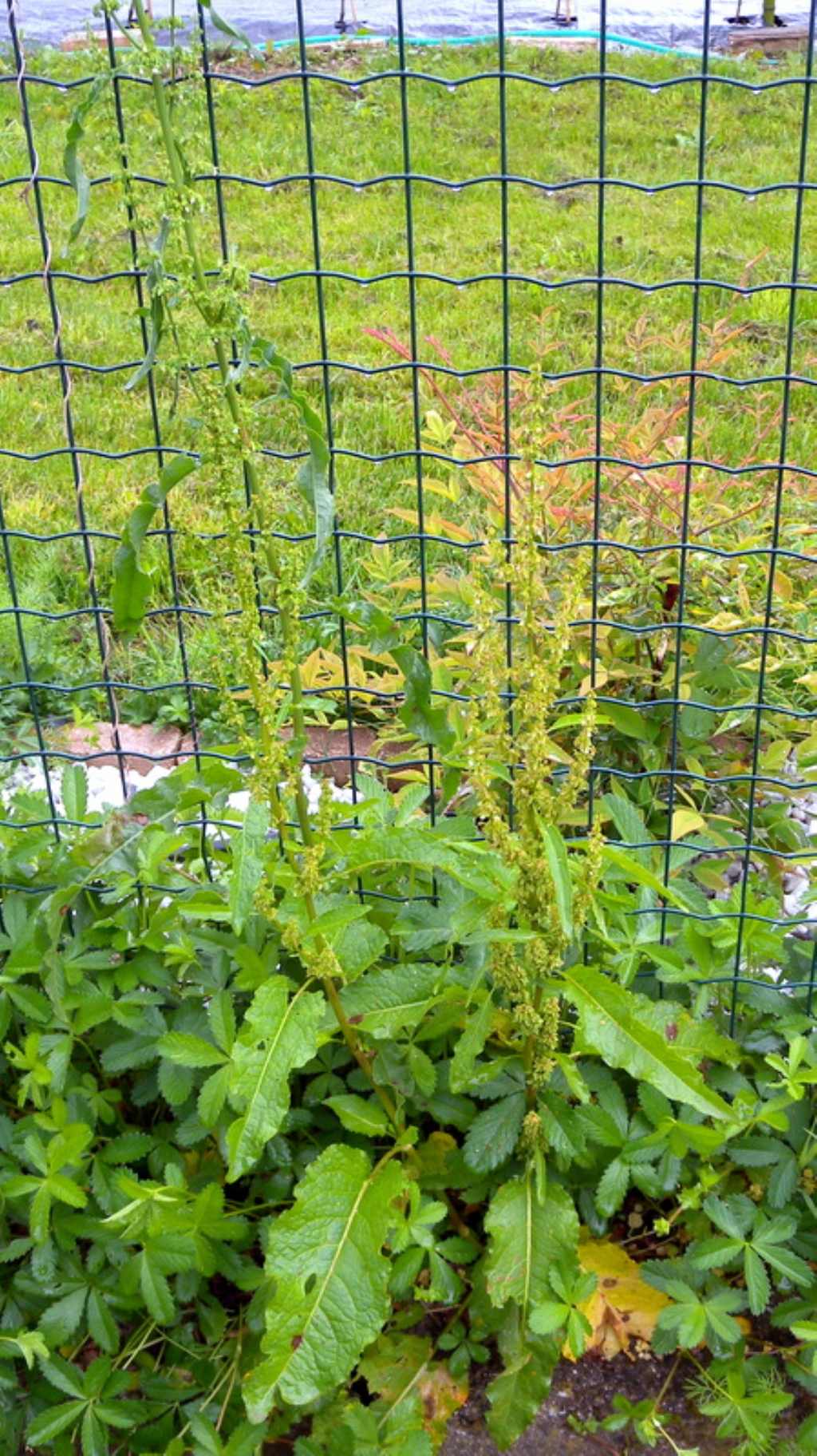 Rumex cfr. obtusifolius