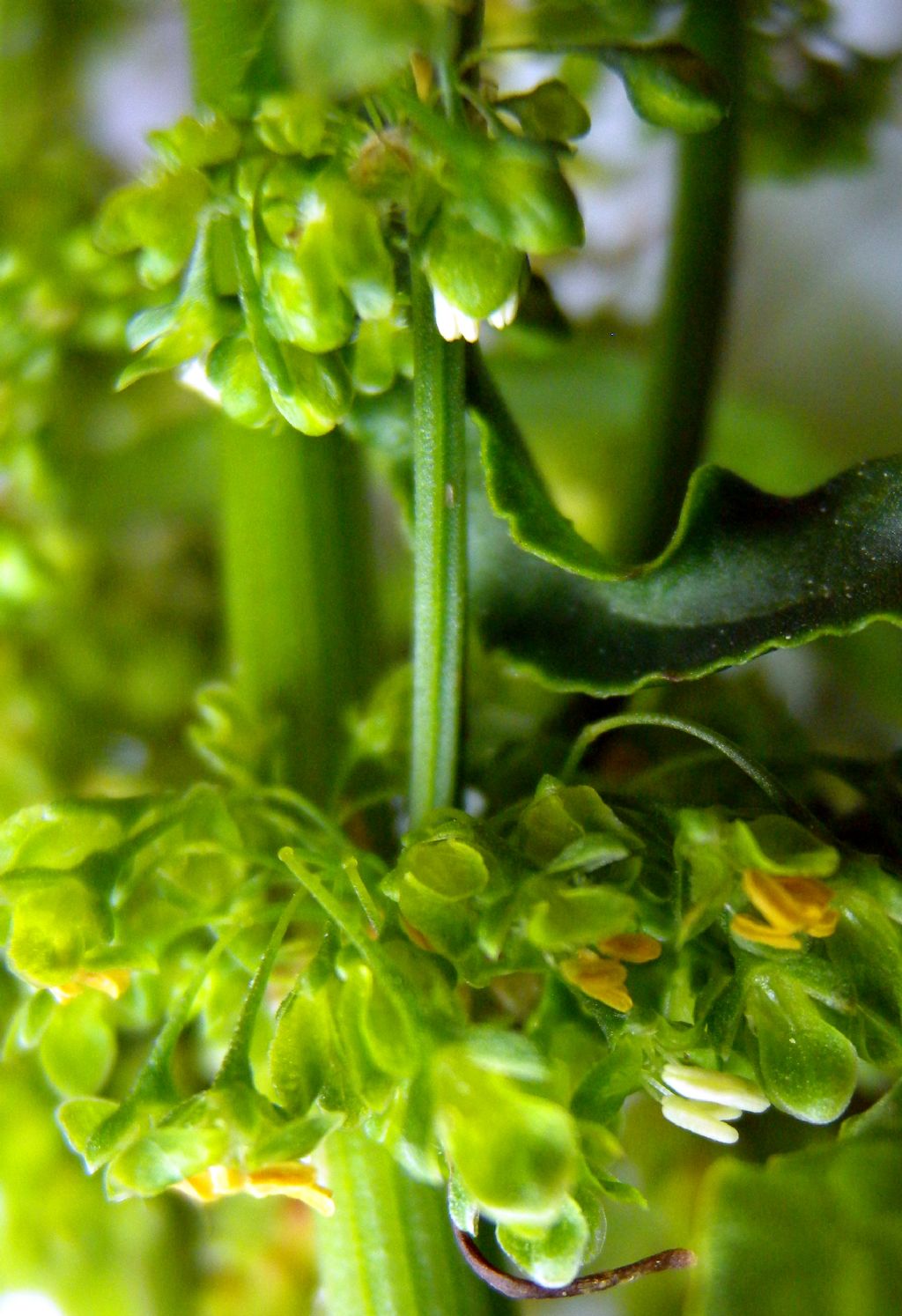 Rumex cfr. obtusifolius