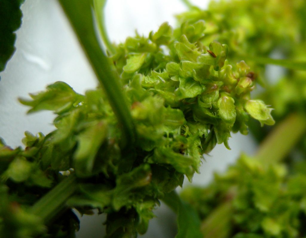 Rumex cfr. obtusifolius
