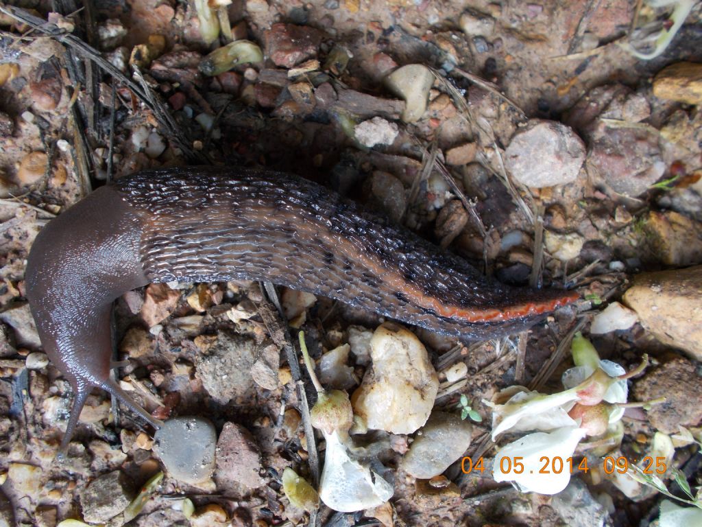 Limax aldrovandi Moquin-Tandon 1855 da Le Pianore di Santa Maria a Monte (PI)