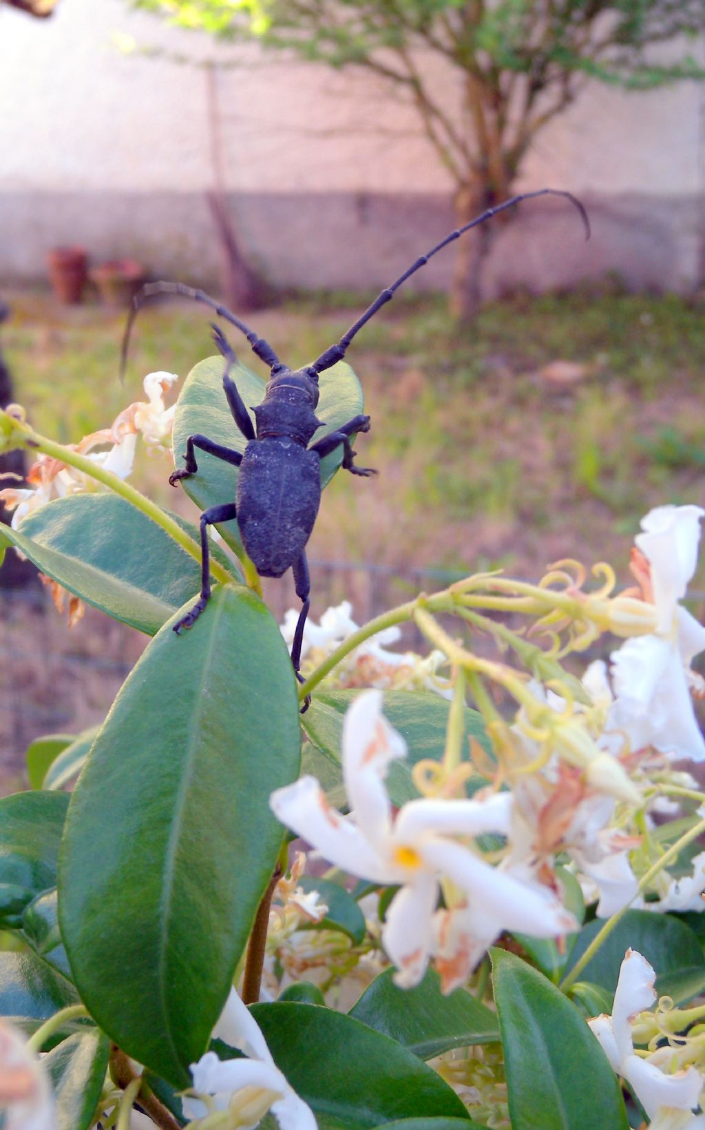 Morimus asper, maschio, Cerambycidae