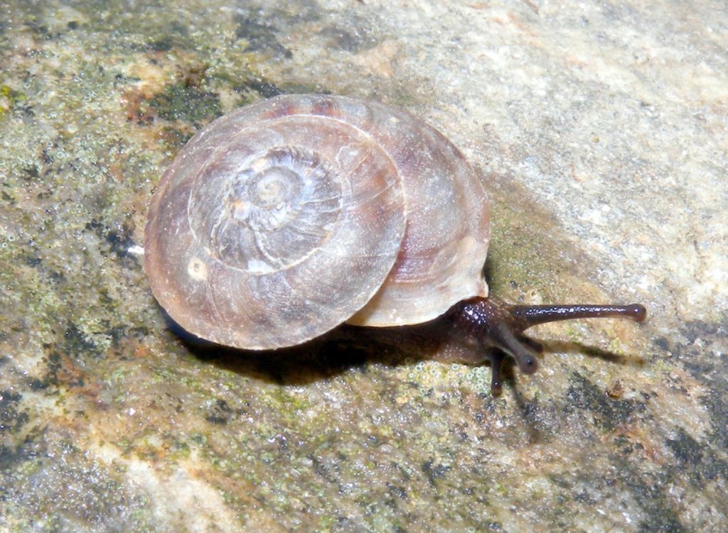 Piccola chiocciolina francese.