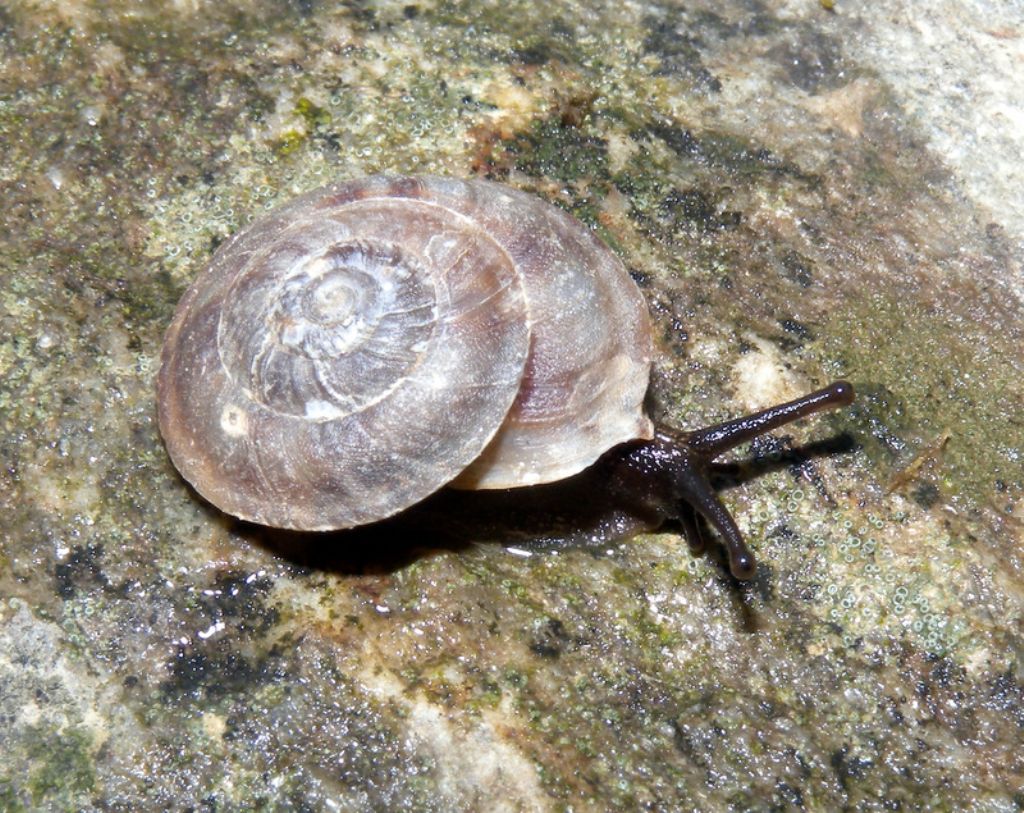 Helicigona lapicida (Linnaeus, 1758)