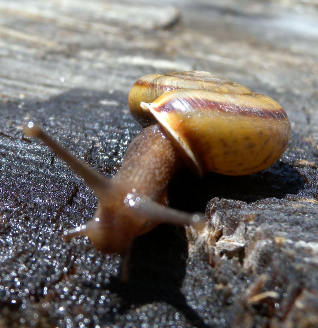 Chilostoma zonatum foetens (Studer, 1820)