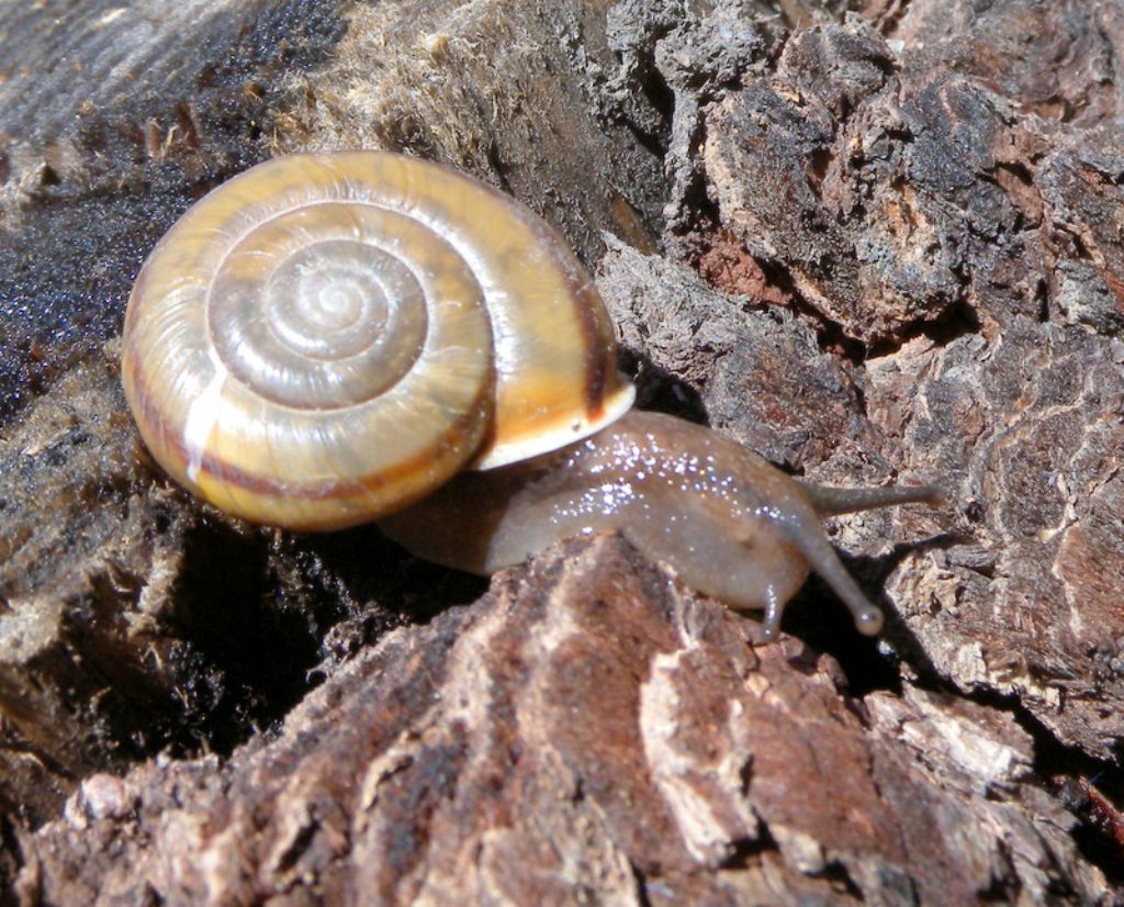 Chilostoma zonatum foetens (Studer, 1820)