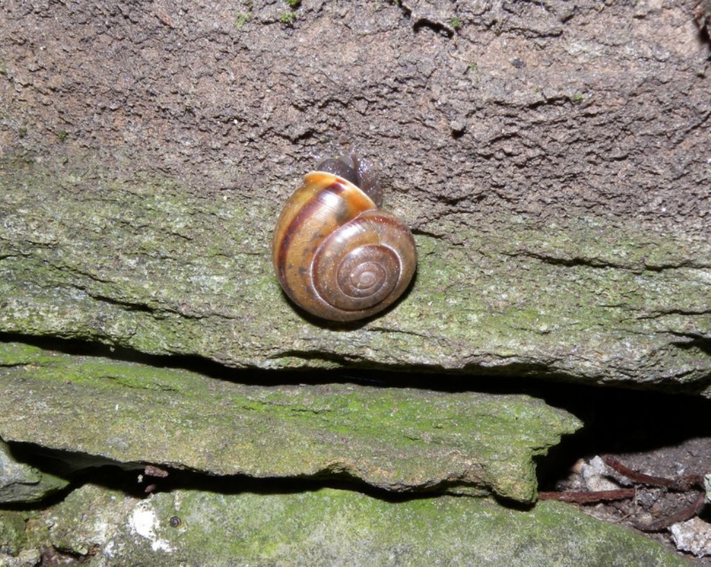 Chilostoma zonatum foetens (Studer, 1820)