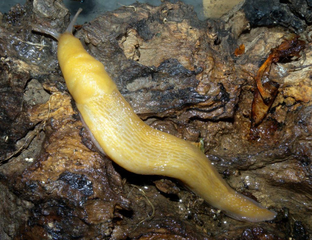 Limax corsicus-gruppo dal Parco Naturale di Cavriglia (AR)