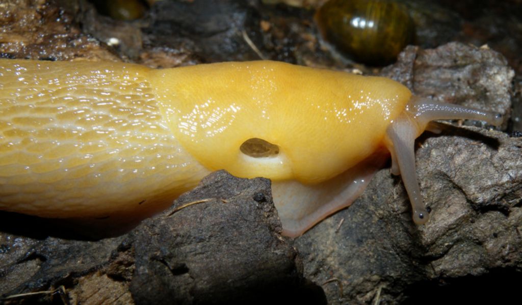 Limax corsicus-gruppo dal Parco Naturale di Cavriglia (AR)