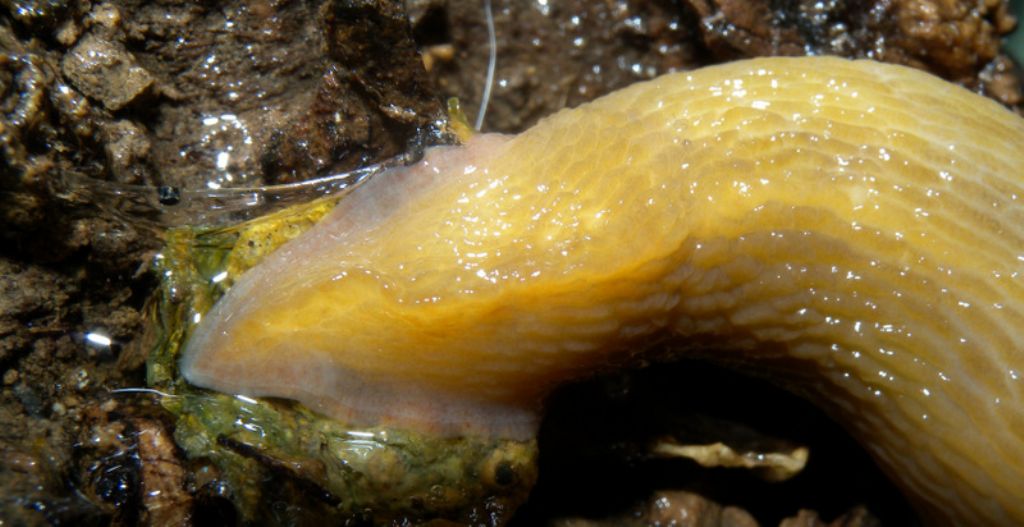 Limax corsicus-gruppo dal Parco Naturale di Cavriglia (AR)