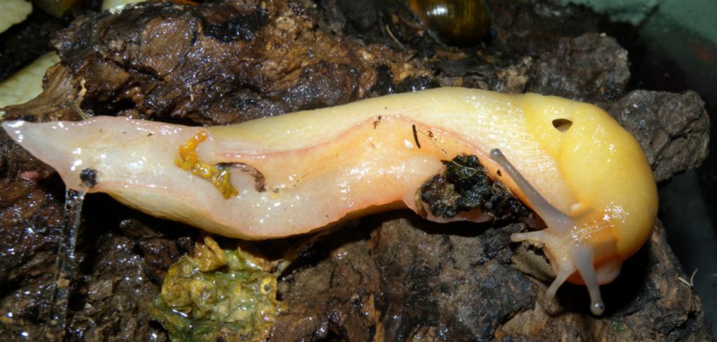 Limax corsicus-gruppo dal Parco Naturale di Cavriglia (AR)