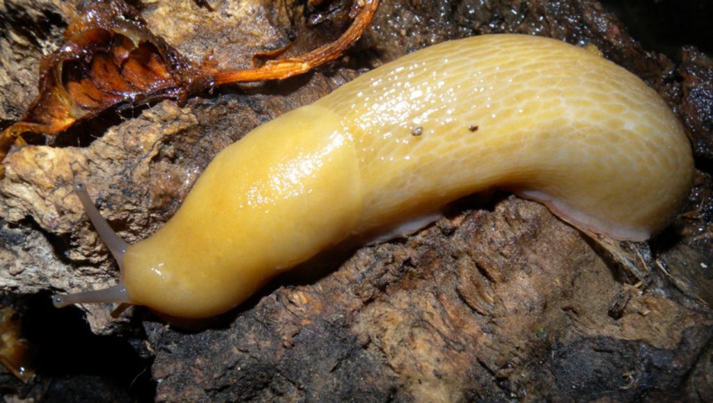 Limax corsicus-gruppo dal Parco Naturale di Cavriglia (AR)