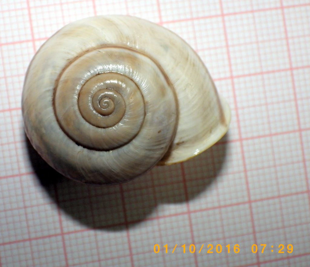 Chilostoma cingulatum baldense