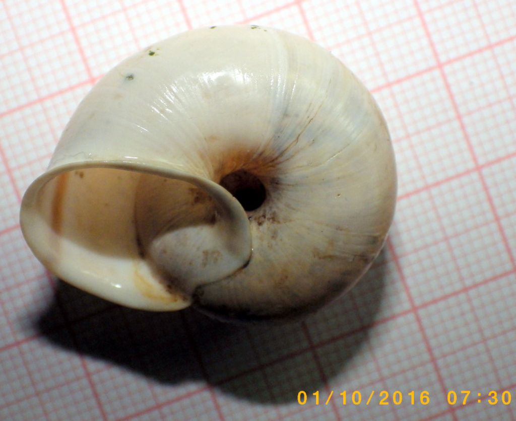 Chilostoma cingulatum baldense