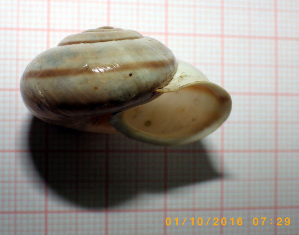Chilostoma cingulatum baldense