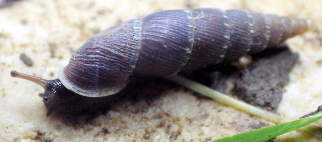 Charpentieria itala punctata (Michaud, 1831)