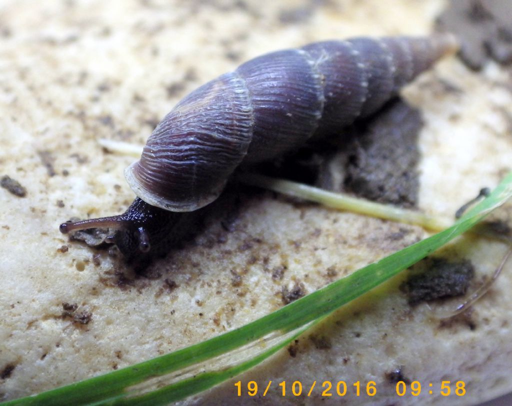 Charpentieria itala punctata (Michaud, 1831)