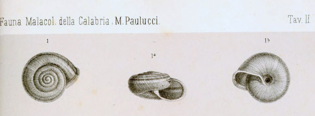 Chilostoma (Campylaea) planospira (Lamarck, 1822)