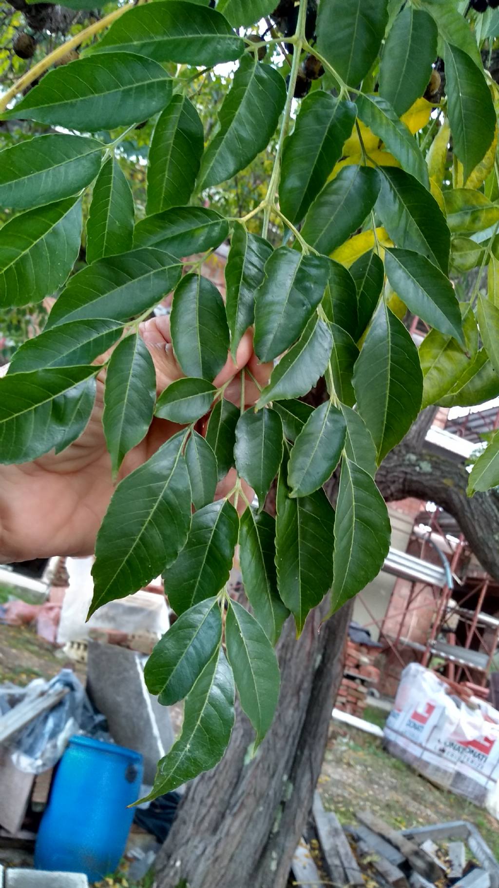 Melia azedarach  / Albero da rosari (Meliaceae)