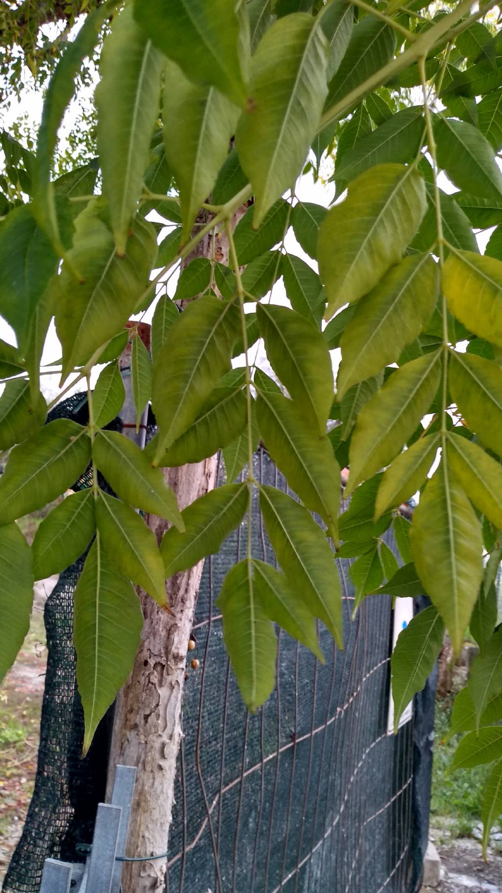 Melia azedarach  / Albero da rosari (Meliaceae)