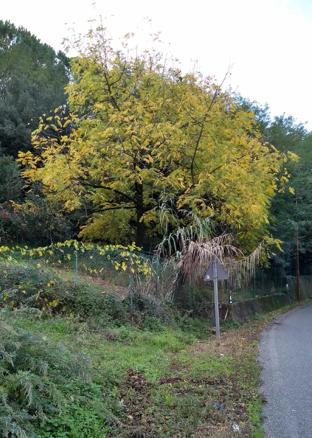 Juglans nigra / Noce nero, Noce americano