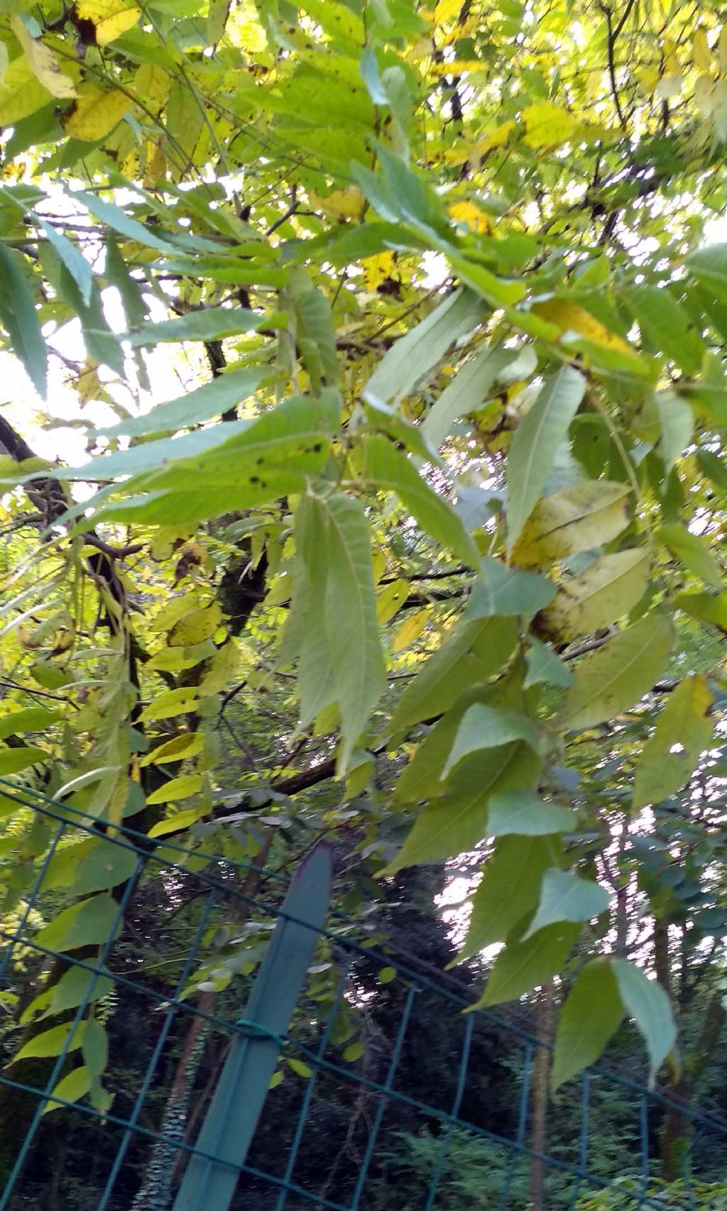 Juglans nigra / Noce nero, Noce americano