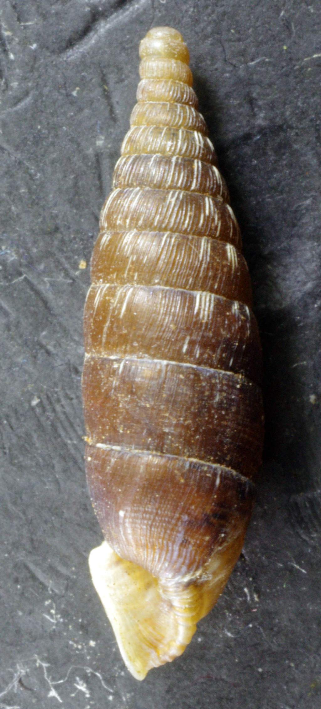 Bulgarica denticulata ?