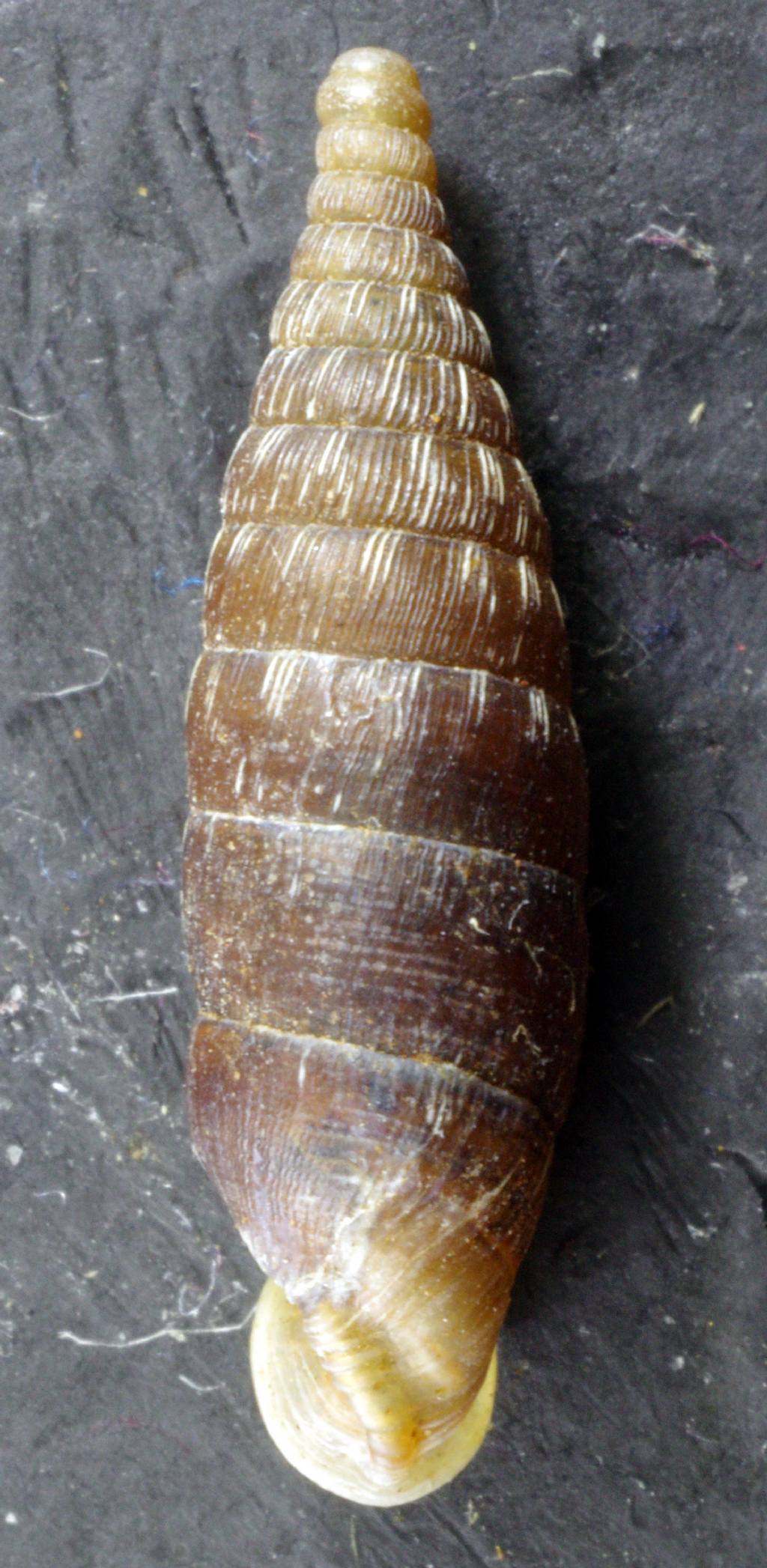 Bulgarica denticulata ?