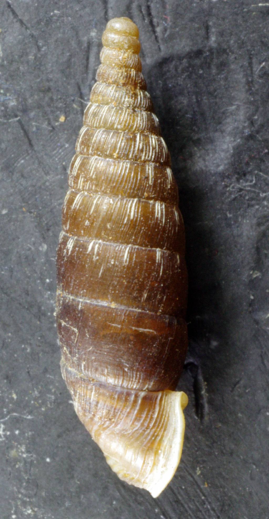 Bulgarica denticulata ?