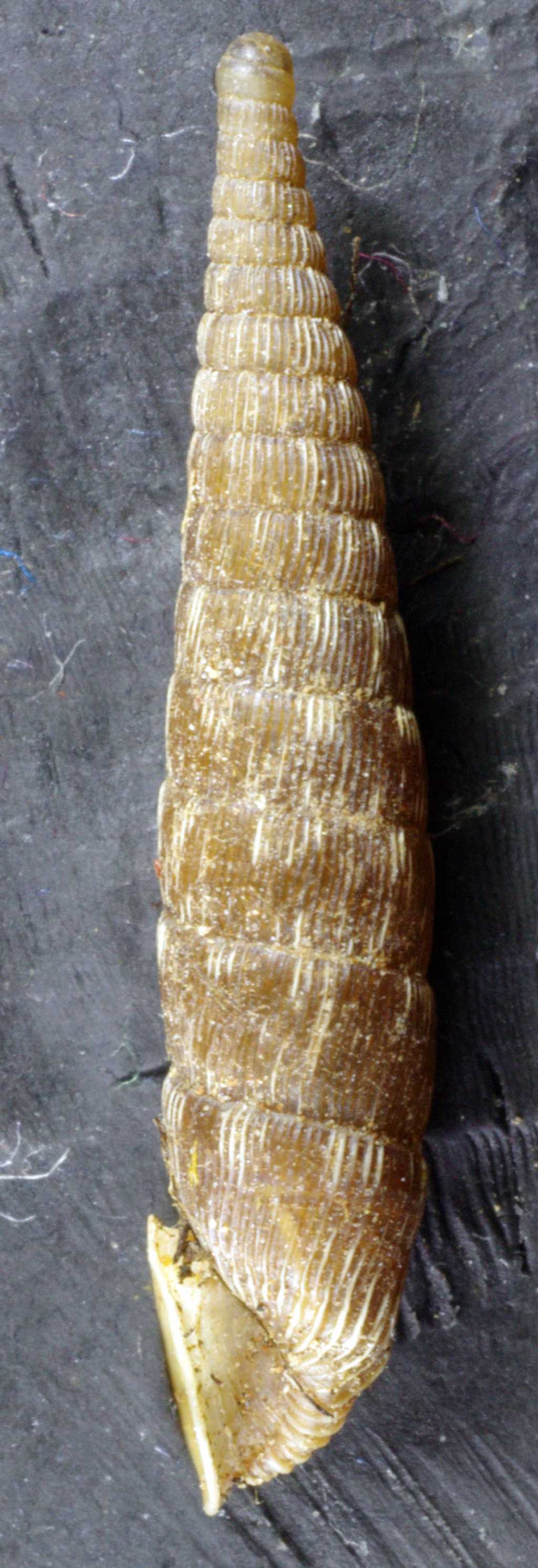 Laciniaria plicata ???