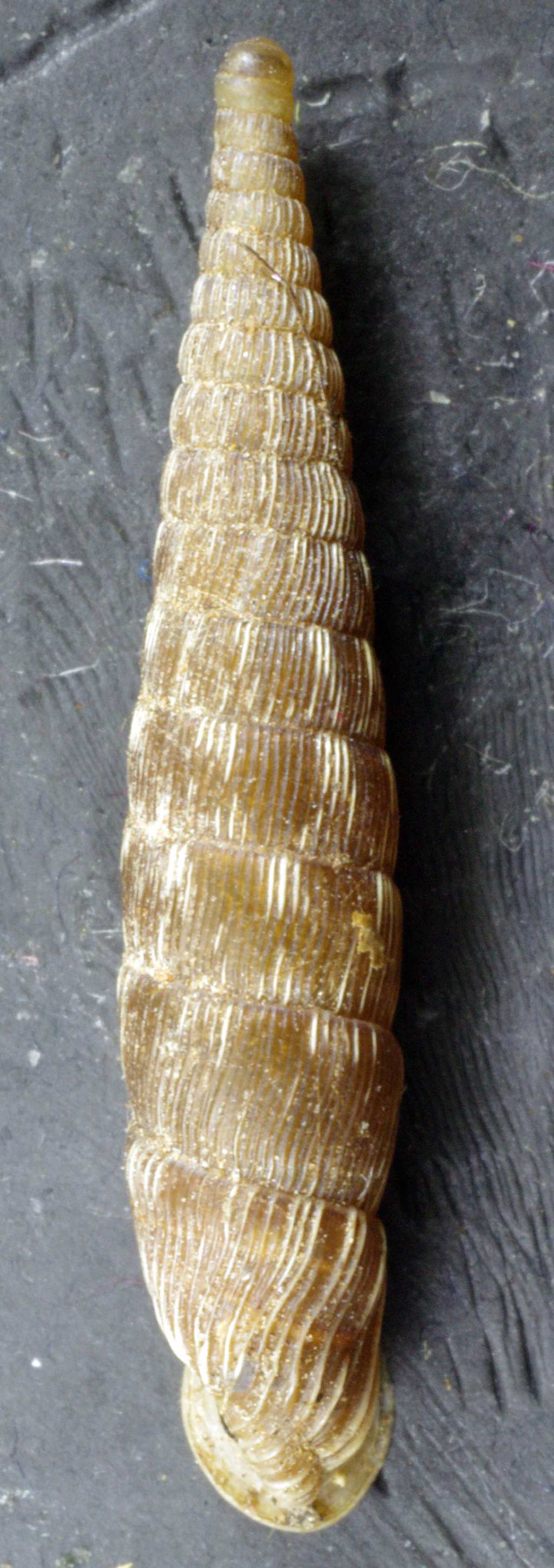 Laciniaria plicata ???