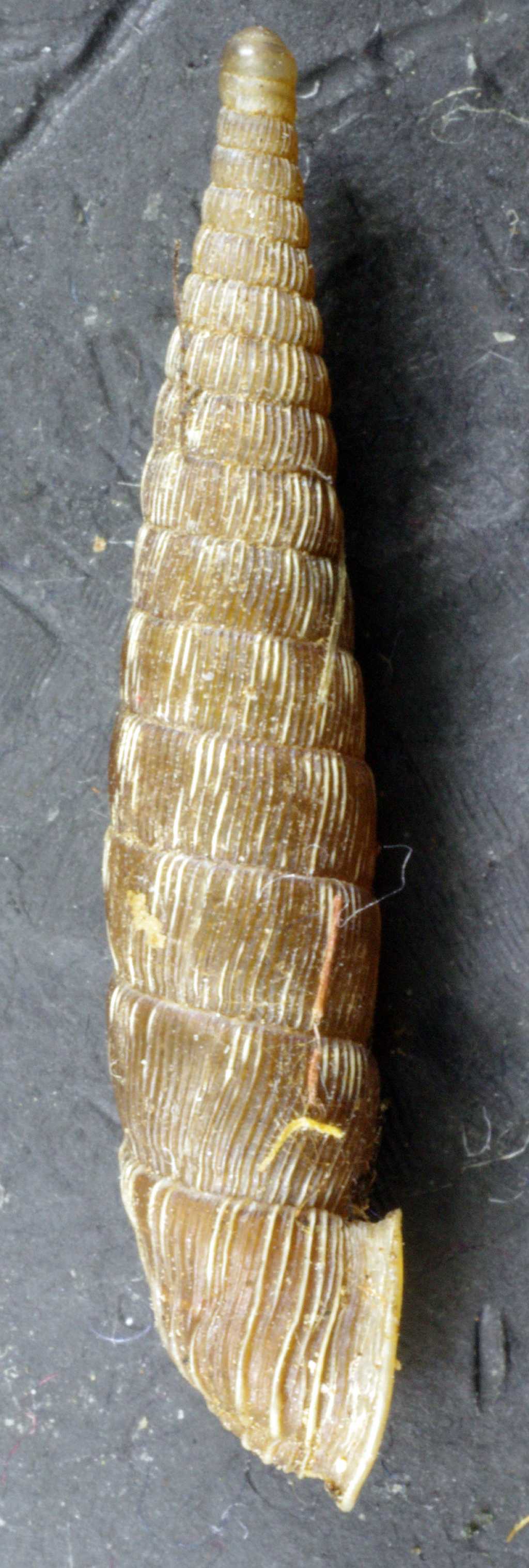 Laciniaria plicata ???