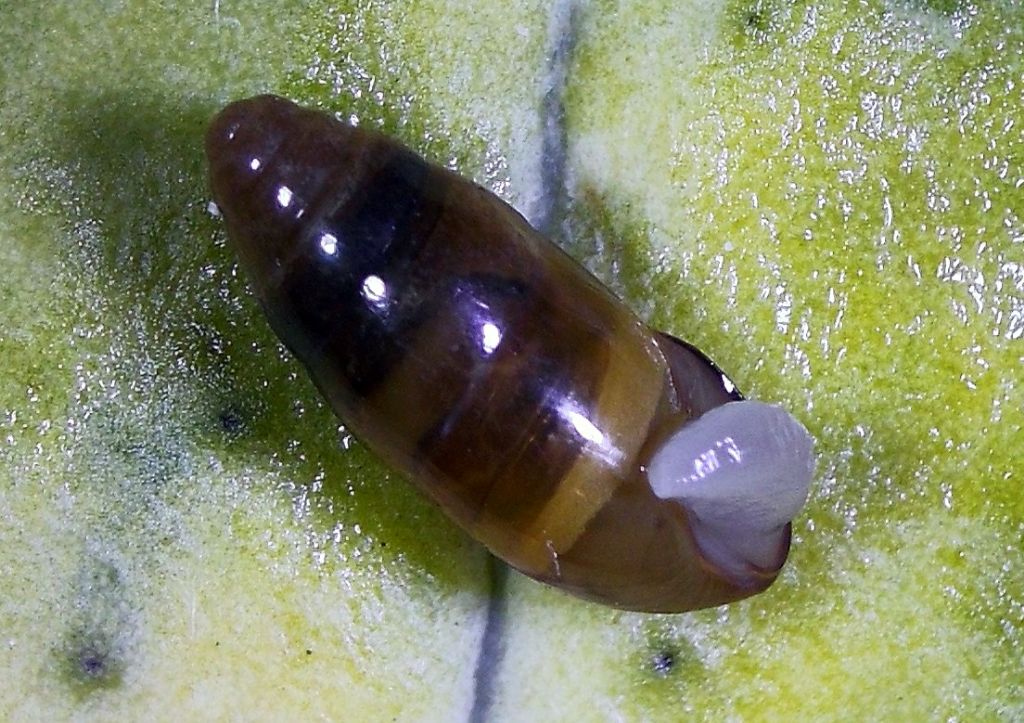 Hypnophila bisacchii
